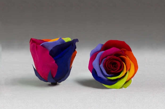 <h4>Rose stab. XL rainbow red-02</h4>