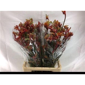 Anigoz Ramp Roy Slav