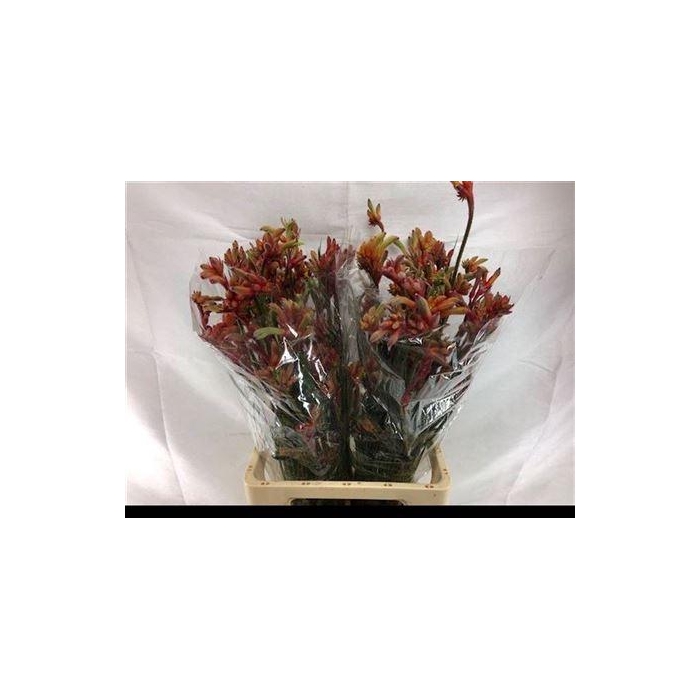 <h4>Anigoz Ramp Roy Slav</h4>