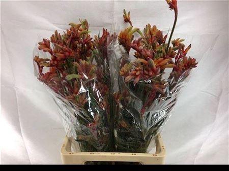 <h4>Anigoz Ramp Roy Slav</h4>