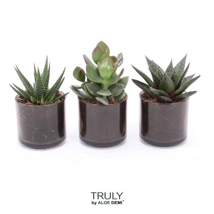 <h4>Succulents   ...</h4>