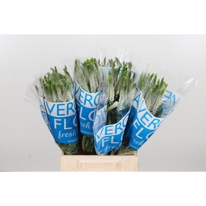 Veron Smart Luna Wit