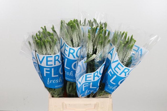 <h4>Veron Smart Luna Wit</h4>