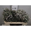 Kaaps Brunia Laevis