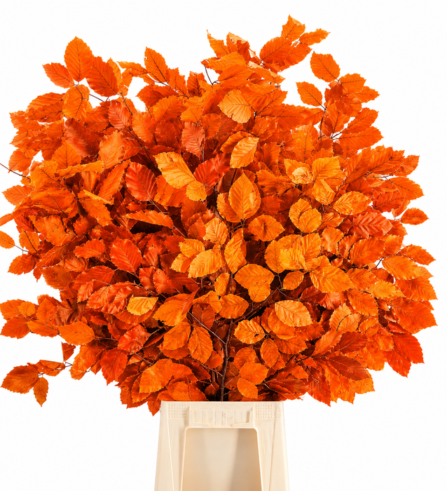 <h4>Faggio Preserved Orange (beech,beuk)</h4>