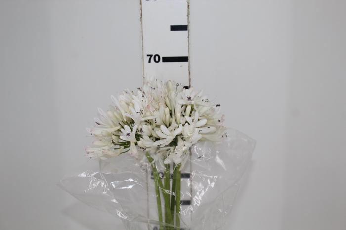 <h4>AGAPANTHUS BRANCO</h4>