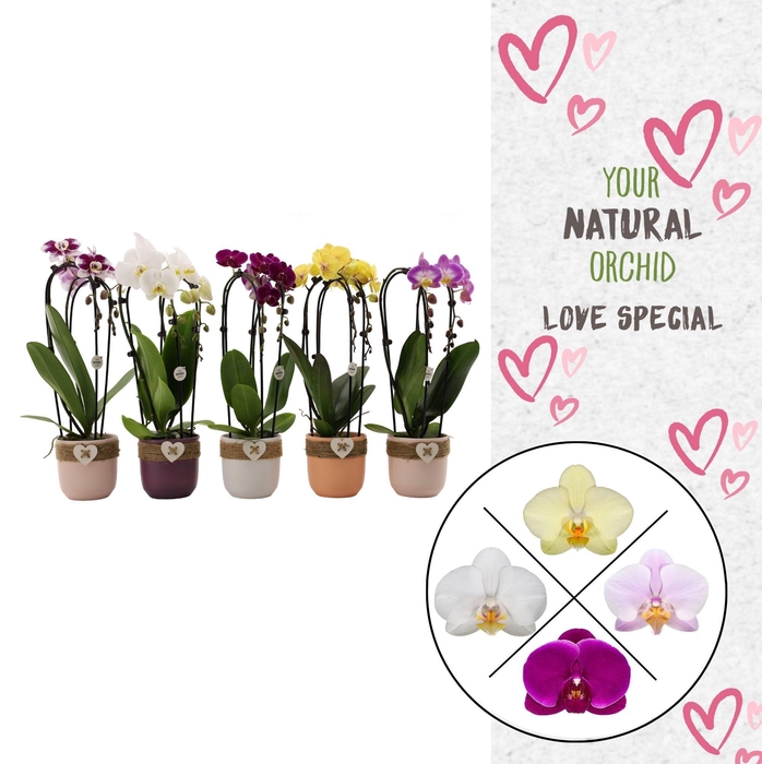<h4>Your Natural Orchid | Cascade mix seizoenkeramiek | Phal 2 spike</h4>