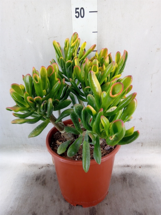 <h4>Crassula ovata 'Horn Tree'</h4>