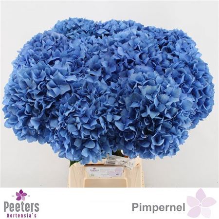 <h4>Hydr M Ch Pimpernel</h4>
