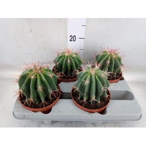 Ferocactus pilosus