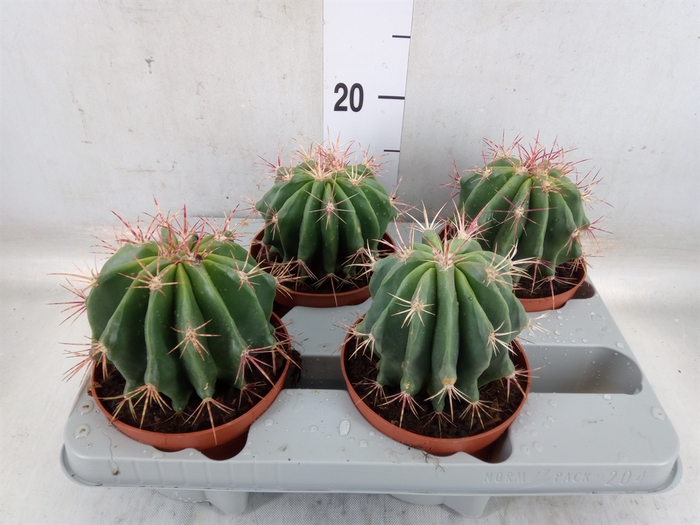 <h4>Ferocactus pilosus</h4>