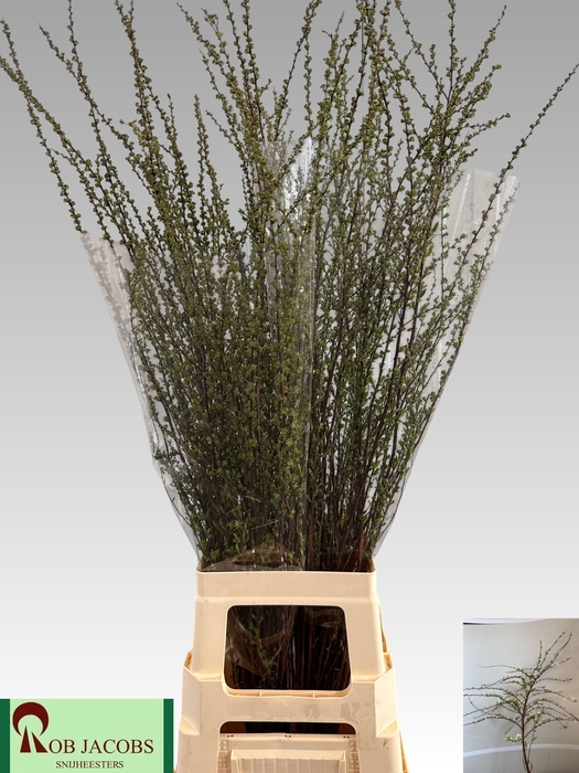 <h4>SPIR C GREFSHEIM</h4>