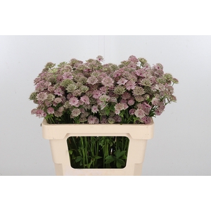 Astrantia Rosa Lee