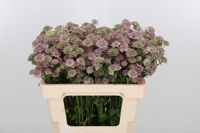 <h4>Astrantia Rosa Lee</h4>
