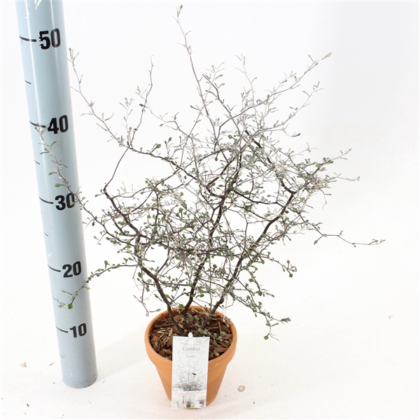 <h4>Corokia cotoneaster (terracotta pot)</h4>