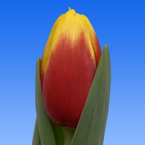 Tulipa Nibbit