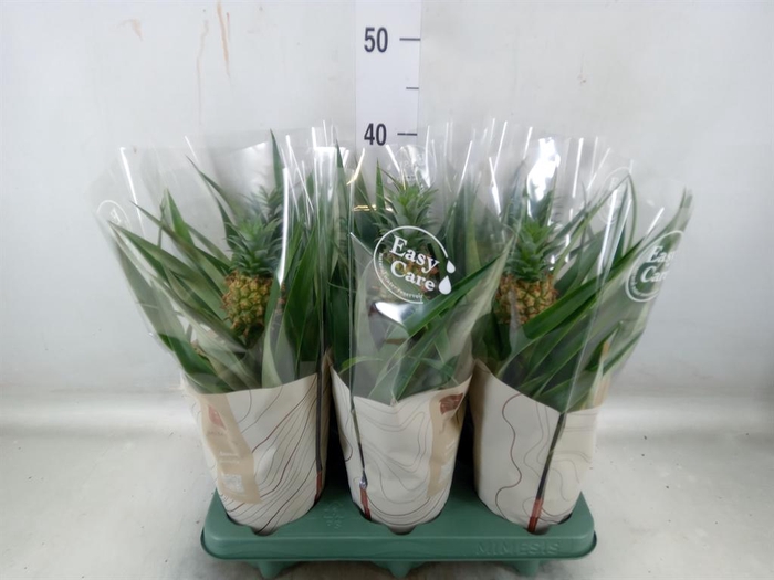 <h4>Ananas 'Mi Amigo'</h4>