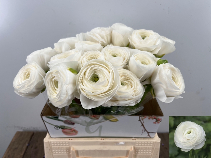 <h4>RANUNCULUS OV</h4>