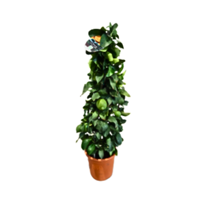 Citrus hystrix