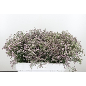 Limonium Sinense Safora Oshi Pink