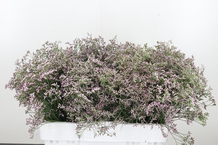 <h4>Limonium Sinense Safora Oshi Pink</h4>