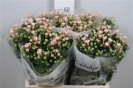 <h4>Bou En Sweet Jewel</h4>