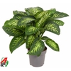 Dieffenbachia Reeva