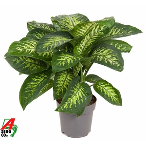 Dieffenbachia Reeva