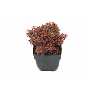 Berberis thunbergii 'Admiration'® P17