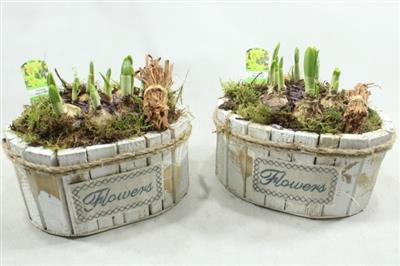 <h4>1188 Plants Ov X4</h4>