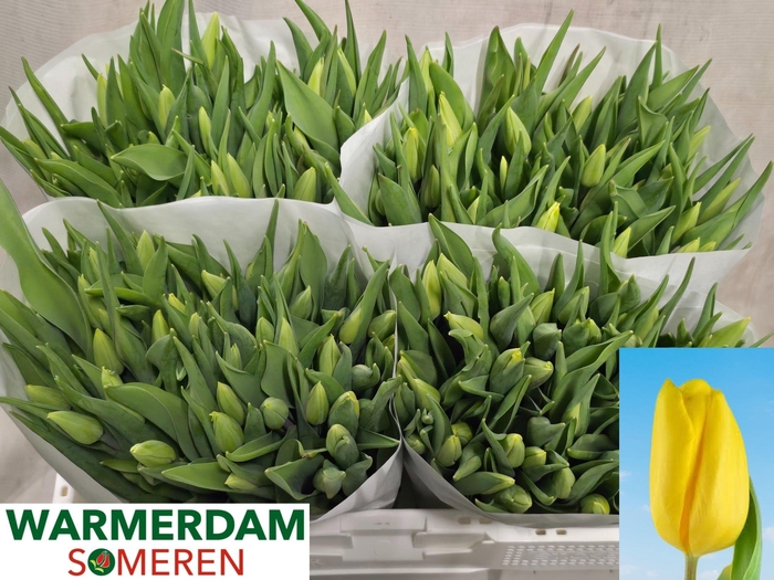 <h4>TU EN STRONG GOLD</h4>