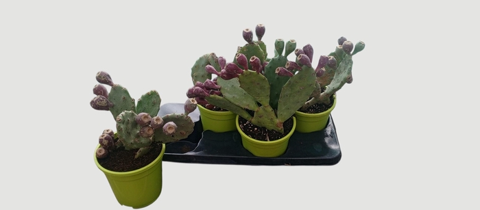 <h4>OPUNTIA HUMIFUSA</h4>