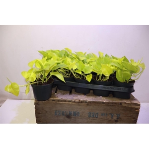 arr8 Epipr Golden Pothos
