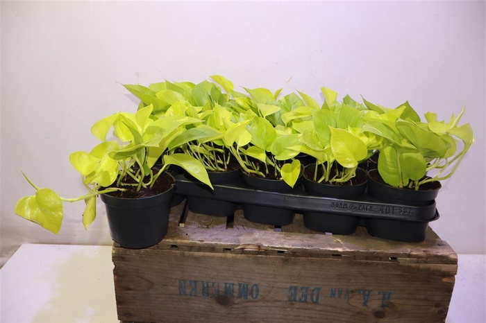 <h4>arr8 Epipr Golden Pothos</h4>