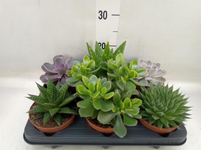 <h4>Succulents   ...mix 6</h4>