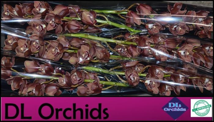 <h4>CYMB T MOCCA</h4>