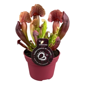 Sarracenia Catesbaei 12 cm