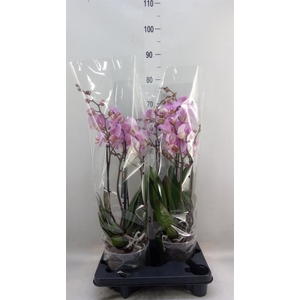 Phalaenopsis  'Marvellous Pink Sp'