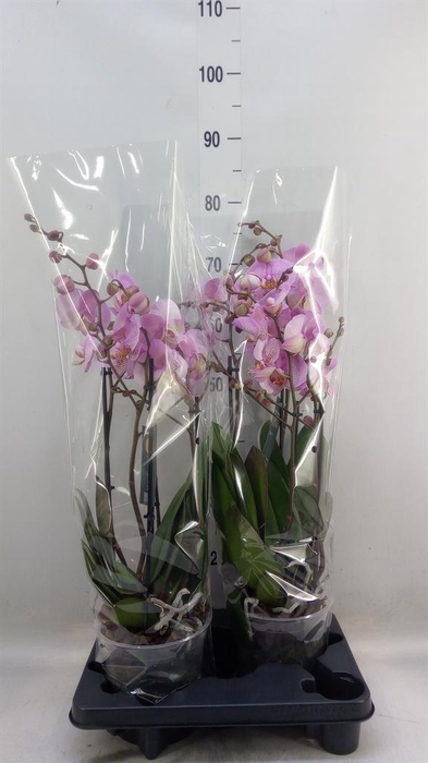 <h4>Phalaenopsis  'Marvellous Pink Sp'</h4>