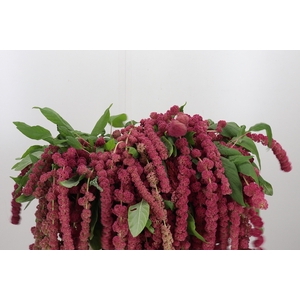 Amaranthus Caudatus Rosary