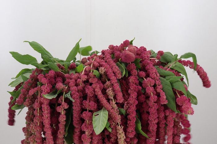 <h4>Amaranthus Caudatus Rosary</h4>
