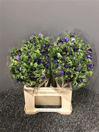 <h4>Anem Mistral Blue Ex</h4>