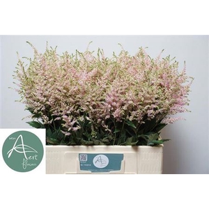 Astilbe Japonica Grp 'Europa'