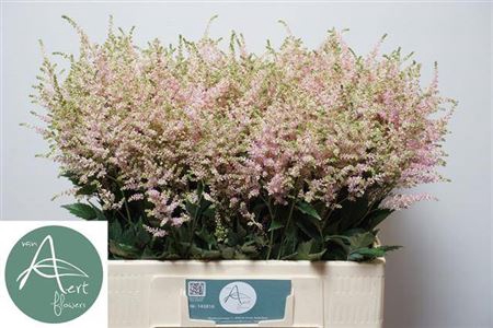 <h4>Astilbe Japonica Grp 'Europa'</h4>