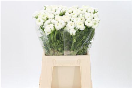 <h4>Ran El White</h4>