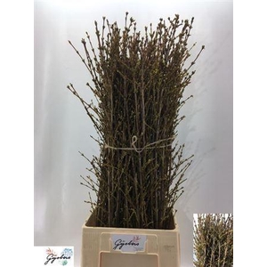 Forsythia I Spectabilis