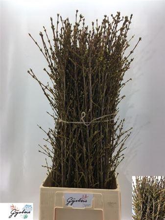 <h4>Forsythia I Spectabilis</h4>