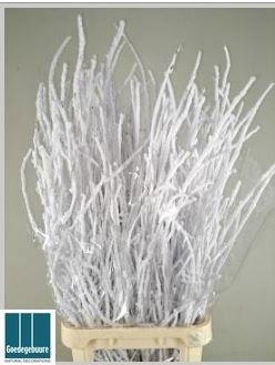 <h4>BETULA OV KLB H%</h4>