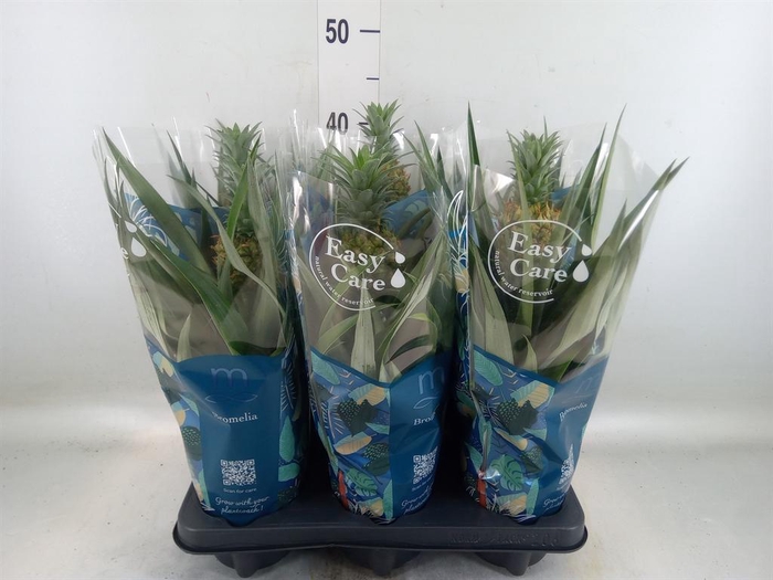 <h4>Ananas  'Mi Amigo'</h4>