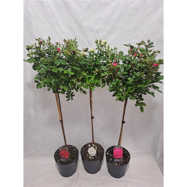 <h4>Roos op stam grootbloemig P24 80cm mix</h4>